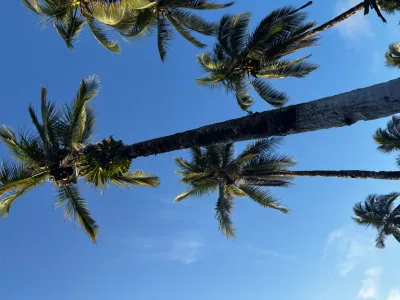 Palmeras vistas desde el jardín de Acuarios Hostal en Juanchaco